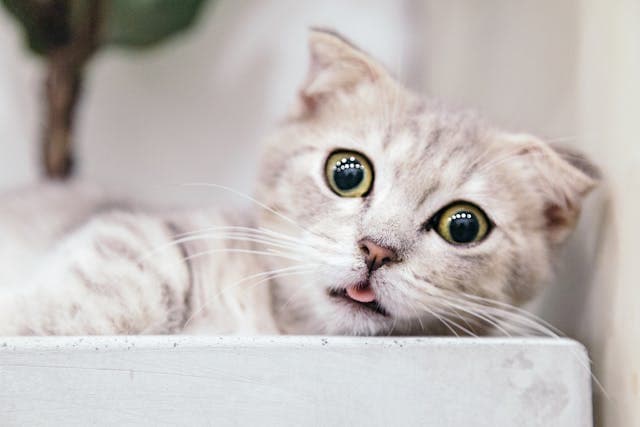 cat showing his tongue