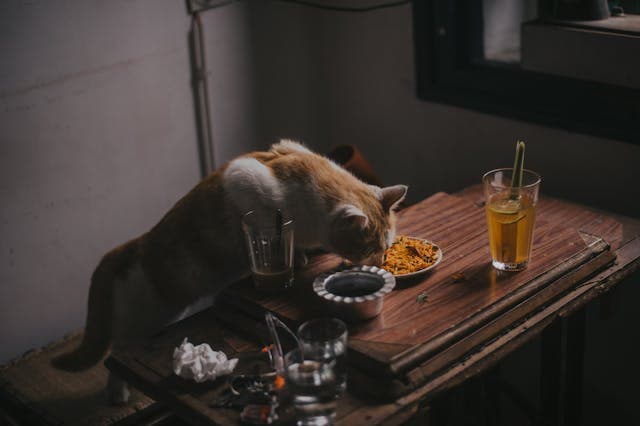 cat sniffing spicy food