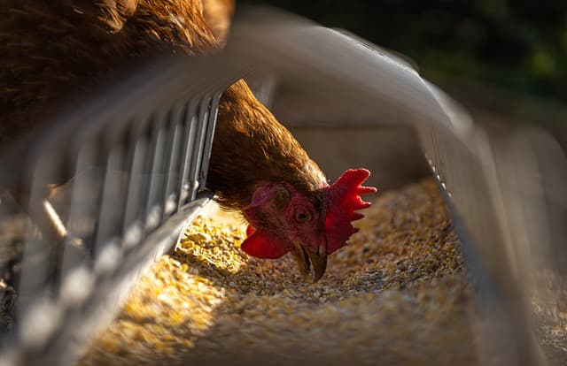 chicken eating pellets