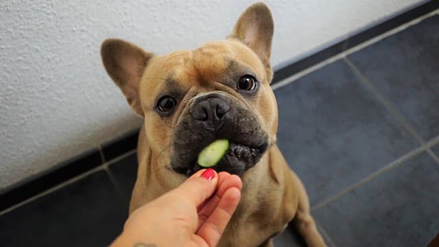 cute dog eating okra