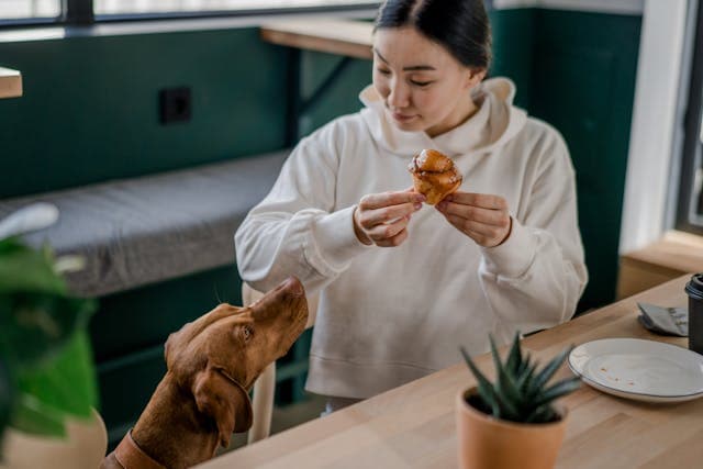 dog eyeing for a caramel cupcake