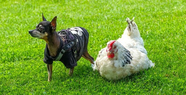dog standing beside white chicken