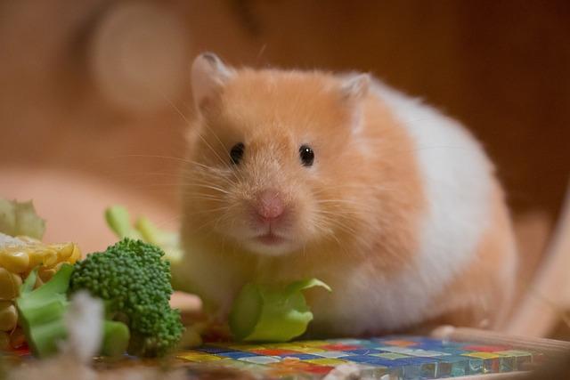 hamster eating piece of celery