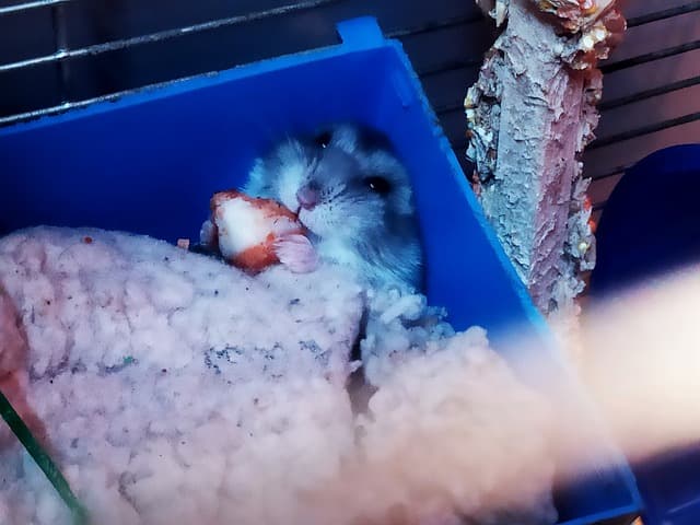 hamster hiding while eating cheese