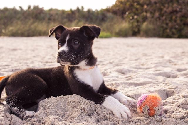 puppy resting on the beach