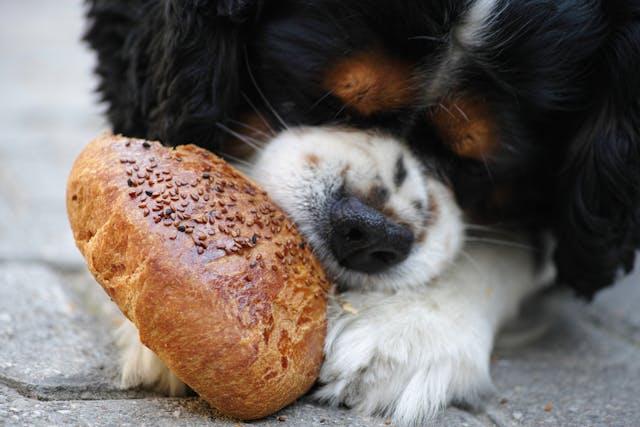 ricolor Cavalier King Charles Spaniel Puppy Eating Bread