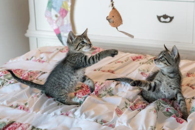 tabby kittens playing with their mice toy
