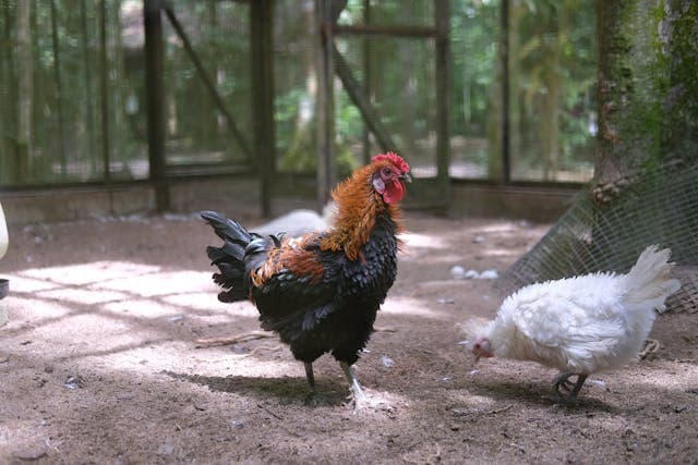 two chickens inside cage