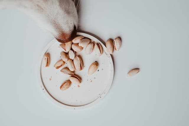 A Dog Smelling the Pistachios