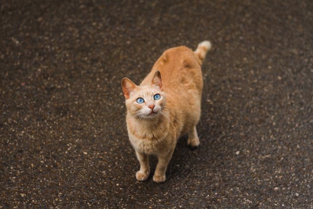 Adorable pregnant cat on street pavement in town