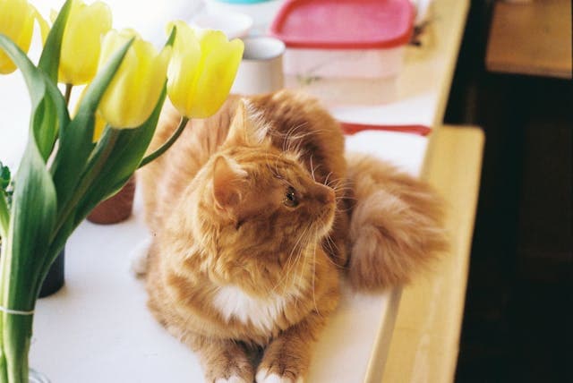 An Orange Maine Coon Near Yellow Tulips