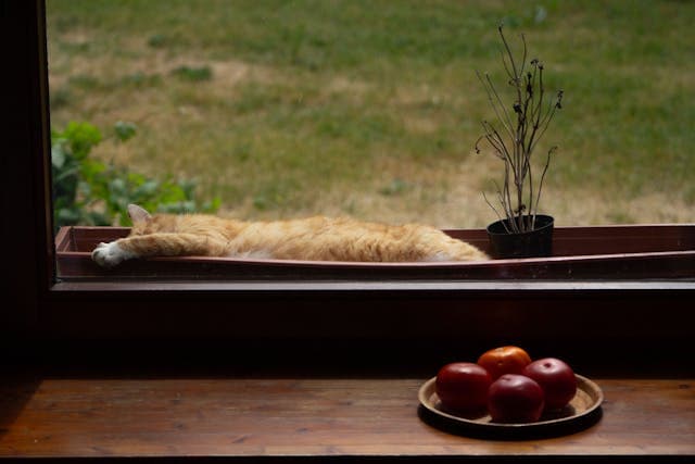 Cat Lying Down behind Window with apples