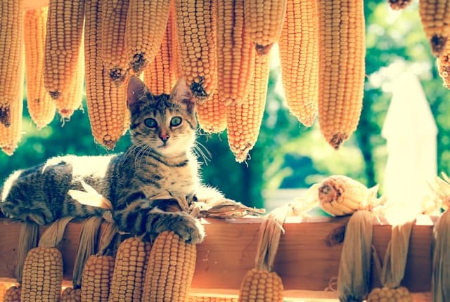 Cat sitting with corns