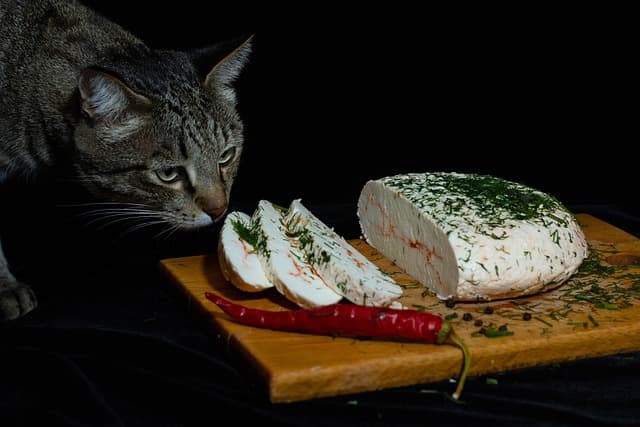 Cat smelling cheese on board