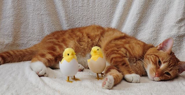 Cat with 2 chicks