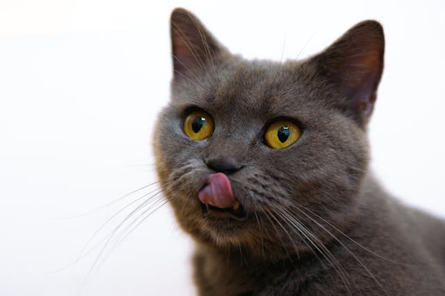 Charcoal Cat Licking Nose