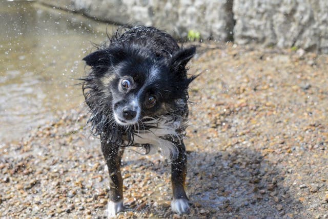 Cute Dog Shaking Water