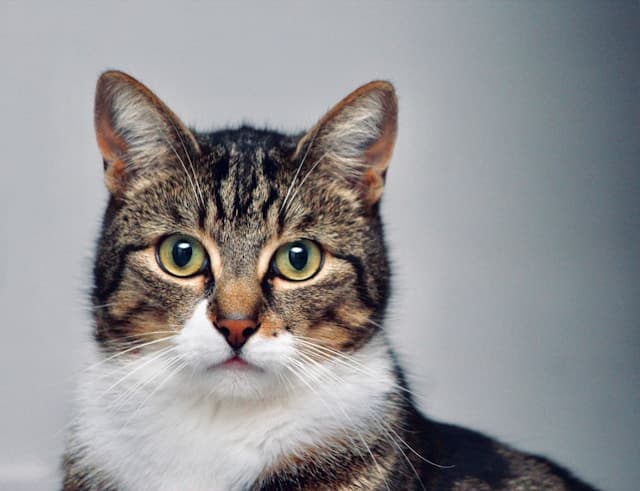 Cute cat looking at human