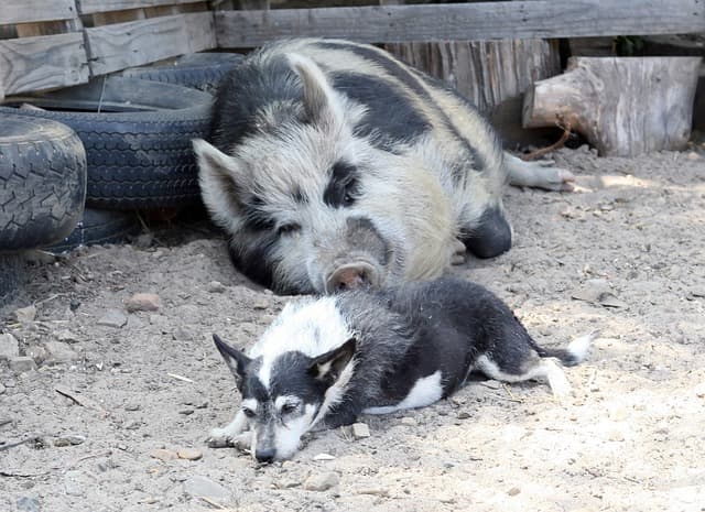 Dog beside pig