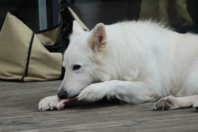 Dog eating raw meat with bone