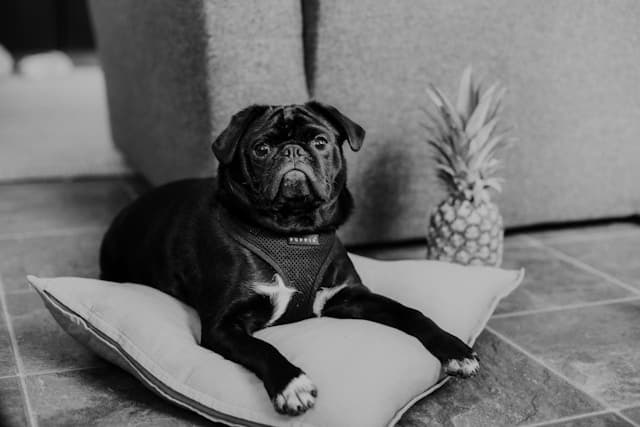 Dog laying beside pineapple