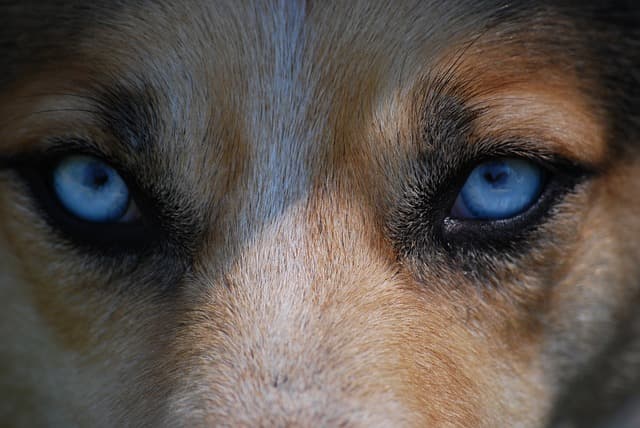 Dog with blue eyes