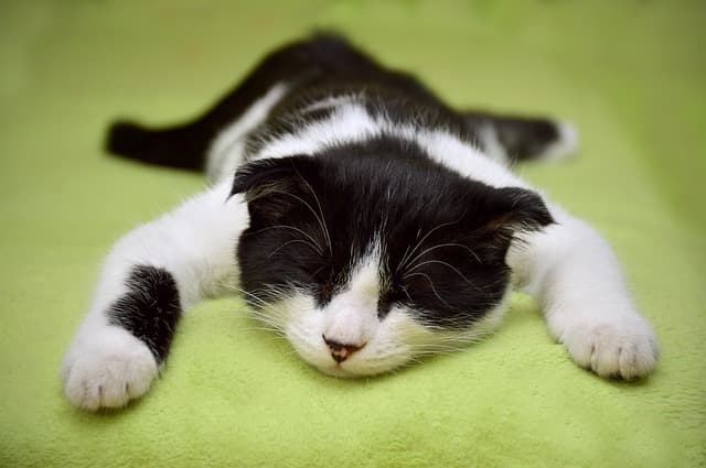 Feline black and white cat sleeping