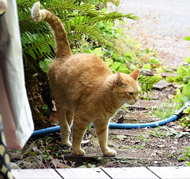 Female cat spraying on the plants
