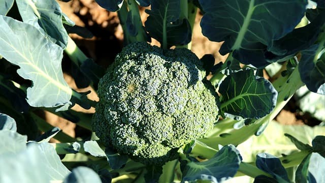 Fresh Broccoli on Farm