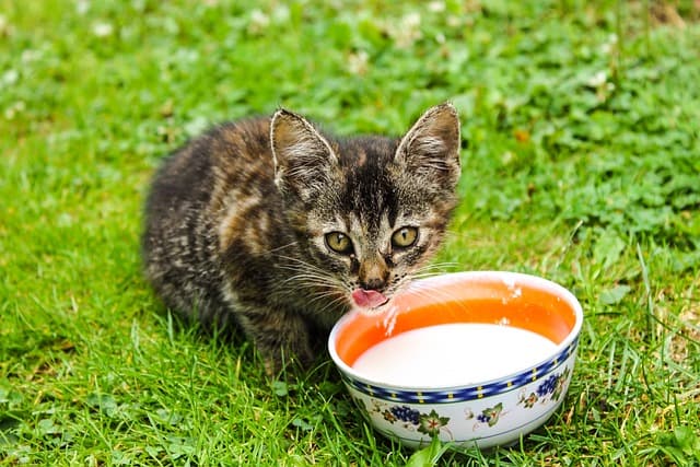 Kitten drinking milk