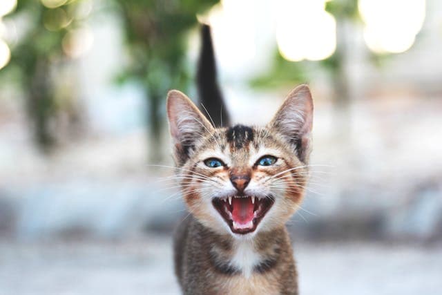 Little Cat Meowing