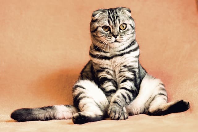 Male cat sitting on the floor