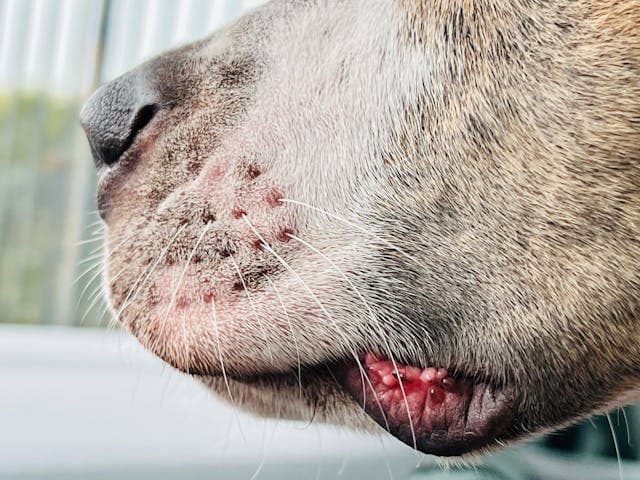 Mouth with whiskers and Nose of a Dog