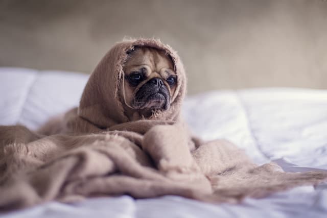 Pug covered with blanket