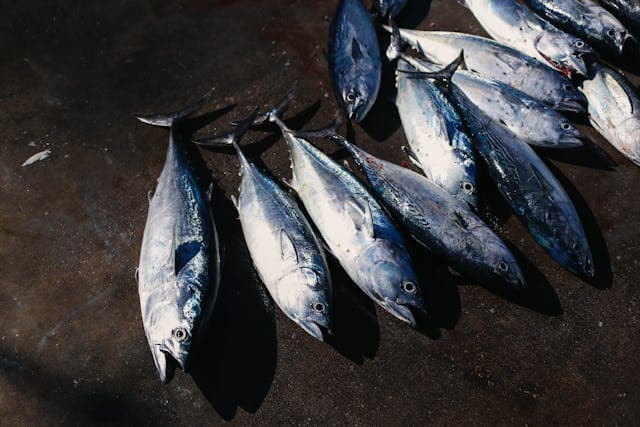 Tuna Fishes on the Ground