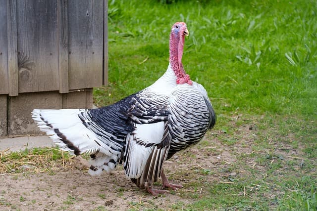 Turkey chicken on the grass