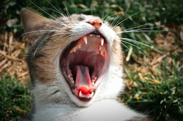 Yawning Cat showing teeth
