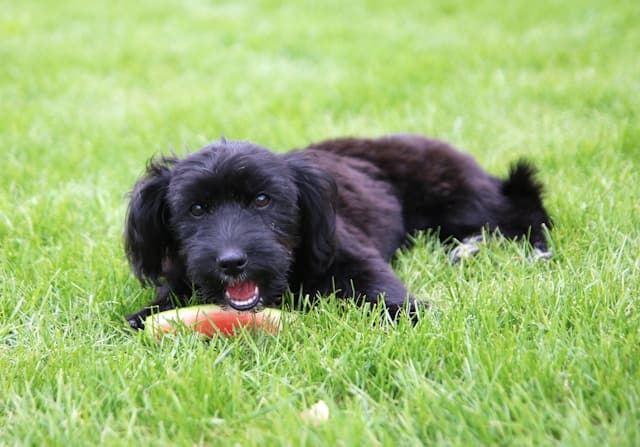 black dog eating watermelon