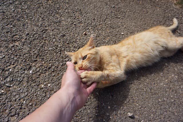 cat biting the hands of unknown person