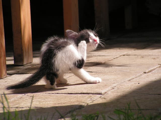 cat itching from fleas