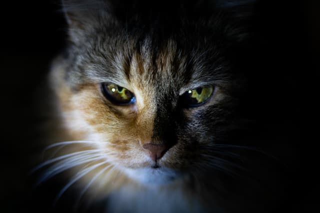 cat with glowing eyes