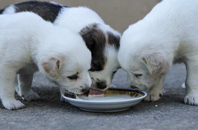cute puppies drinking milk