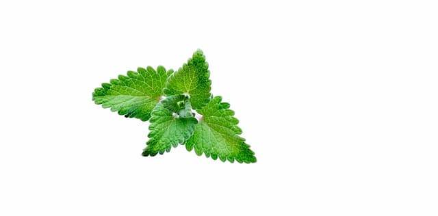 plant of catnip