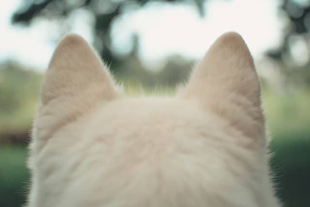 white dog standing showing his ear