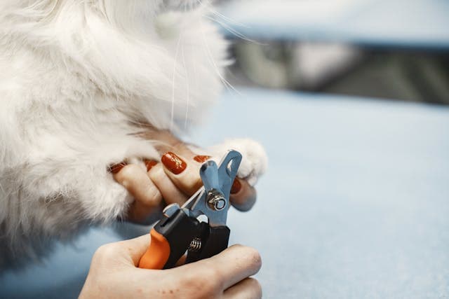 A Person Trimming the Dog Nails