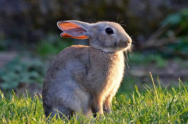 Bunny sitting on the grass