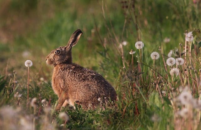Cute brown wild rabbit standing on green meadow