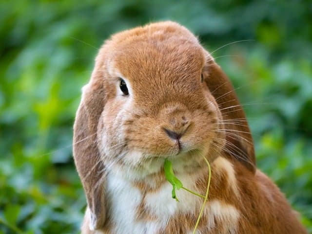 Cute bunny eats spinach