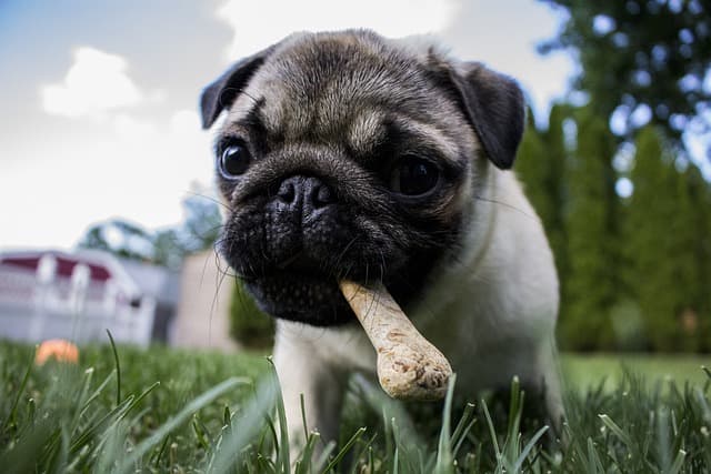 Cute pug eating bones on the grass