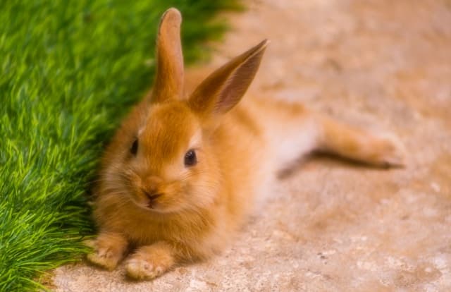 Cute rabbit laying down